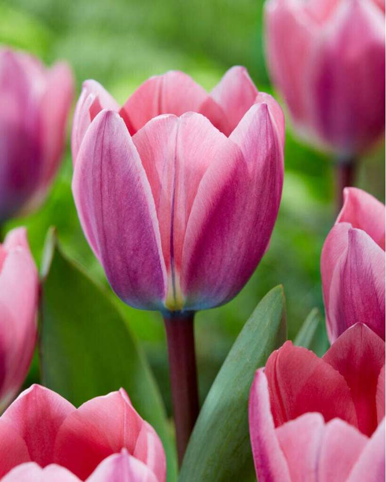 Tulpan 'Light and Dreamy'